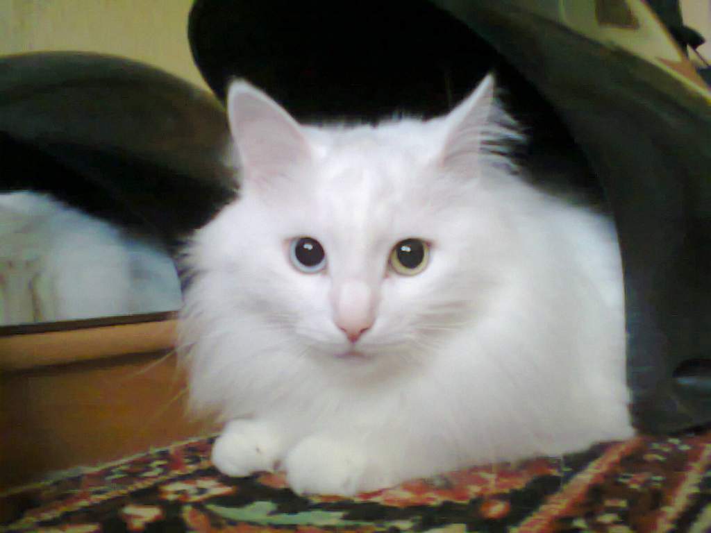 ��� ����� �������� �������?