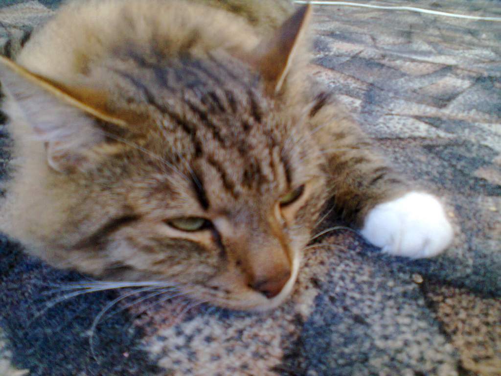 ��� ����� �������� �������?