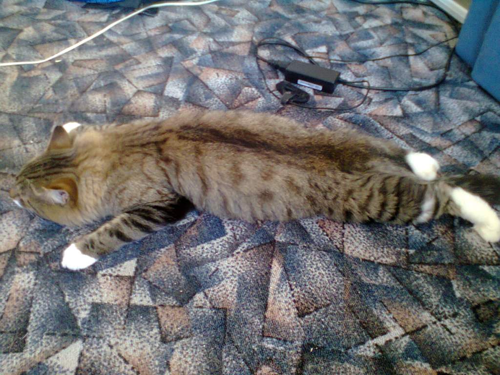 ��� ����� �������� �������?