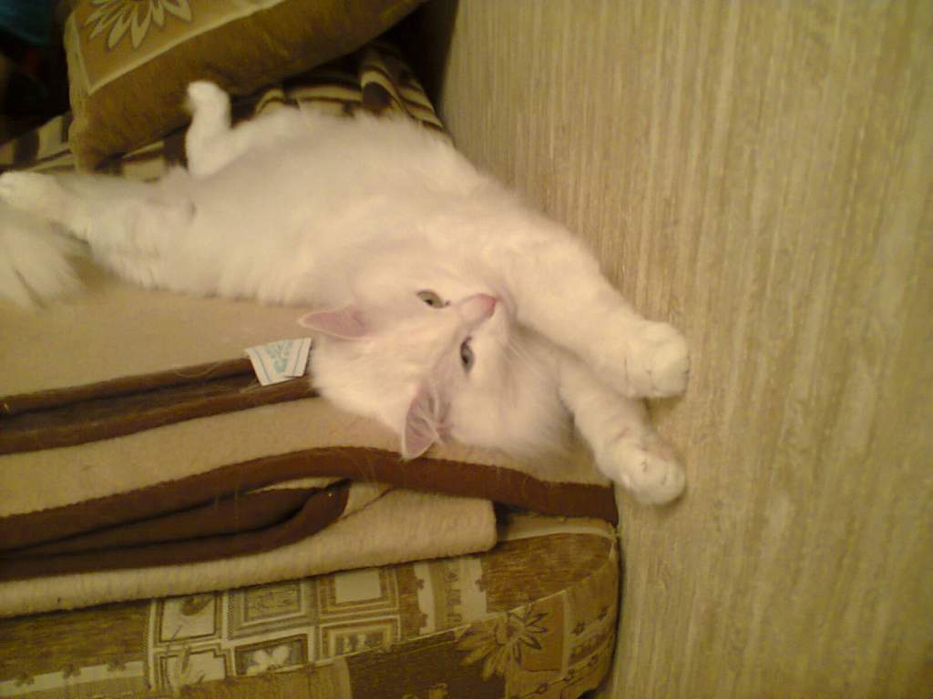 ��� ����� �������� �������?