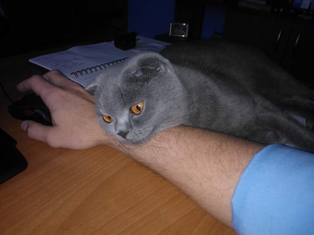 ��� ����� �������� �������?