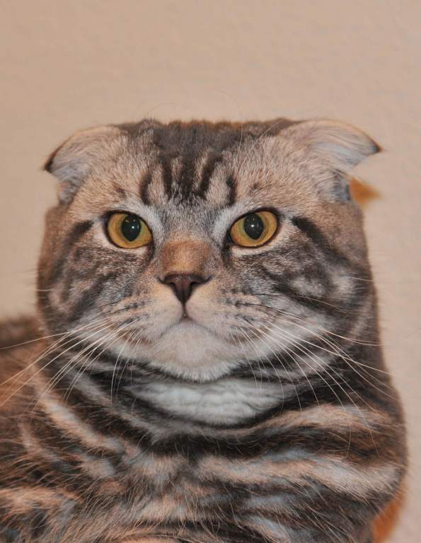 ��� ����� �������� �������?