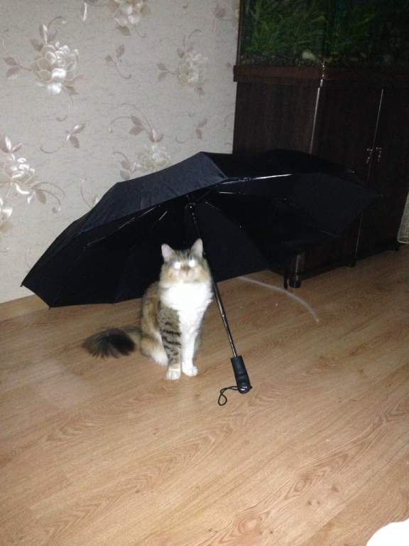 ��� ����� �������� �������?