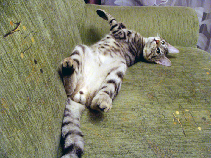 ��� ����� �������� �������?