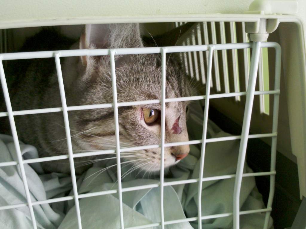 ��� ����� �������� �������?