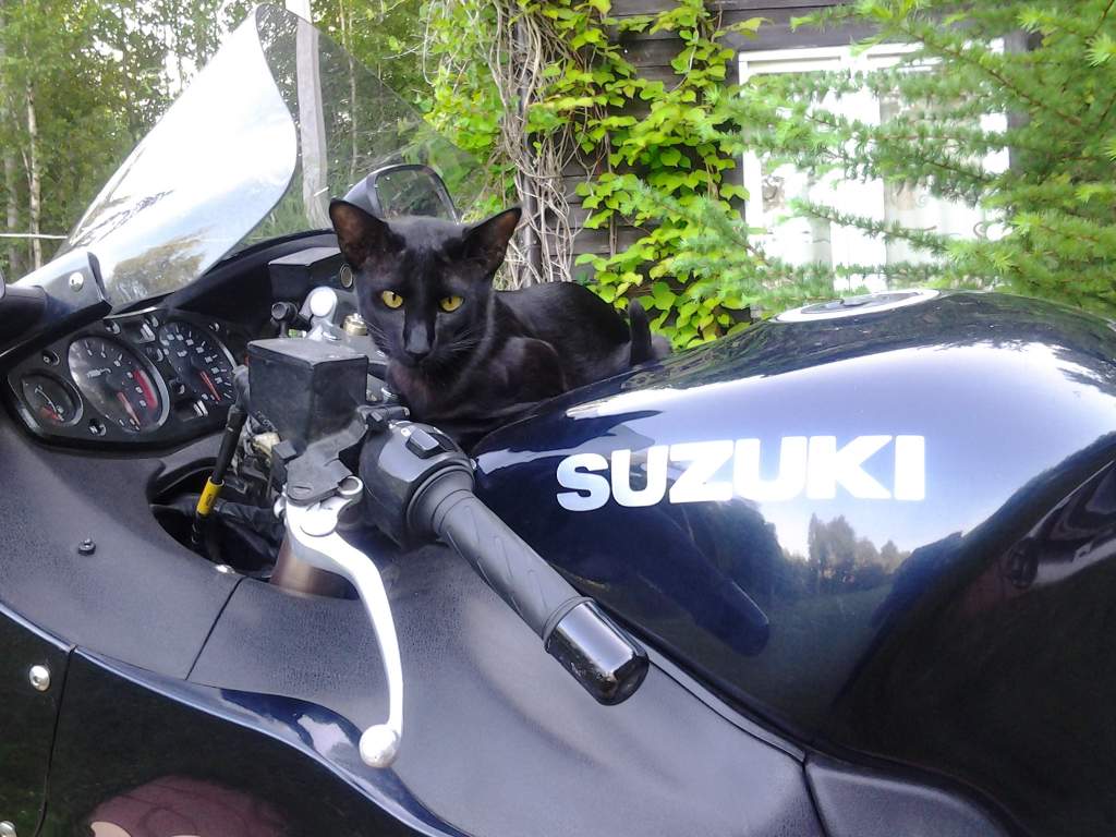 ��� ����� �������� �������?