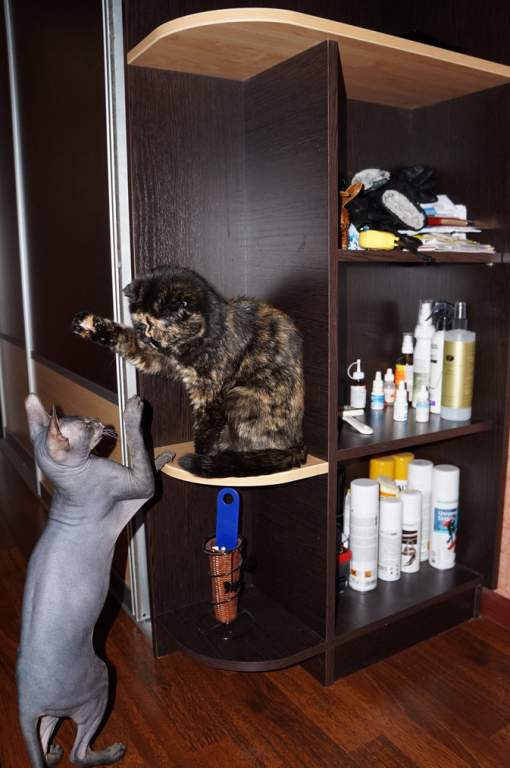 ��� ����� �������� �������?