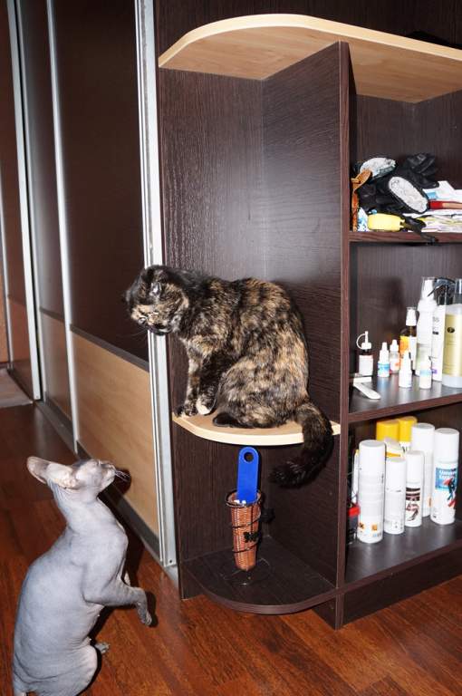 ��� ����� �������� �������?