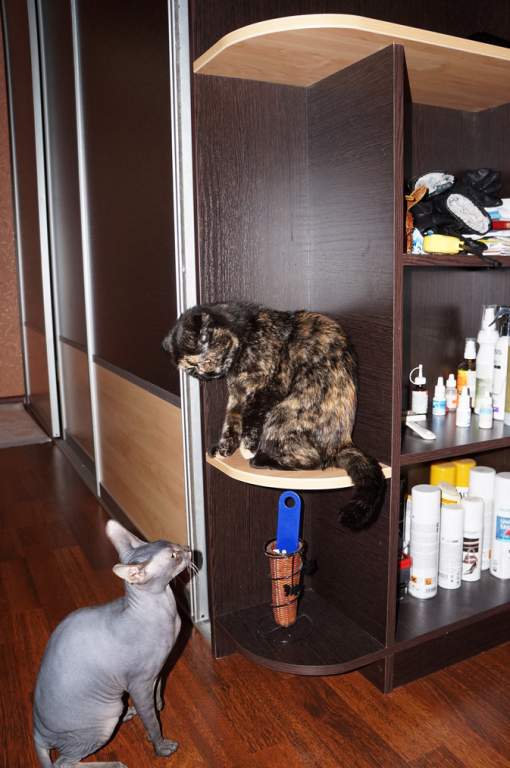 ��� ����� �������� �������?