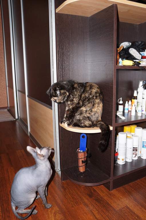 ��� ����� �������� �������?