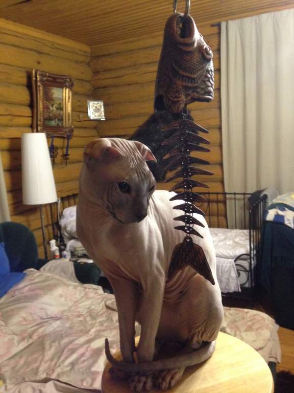 ��� ����� �������� �������?