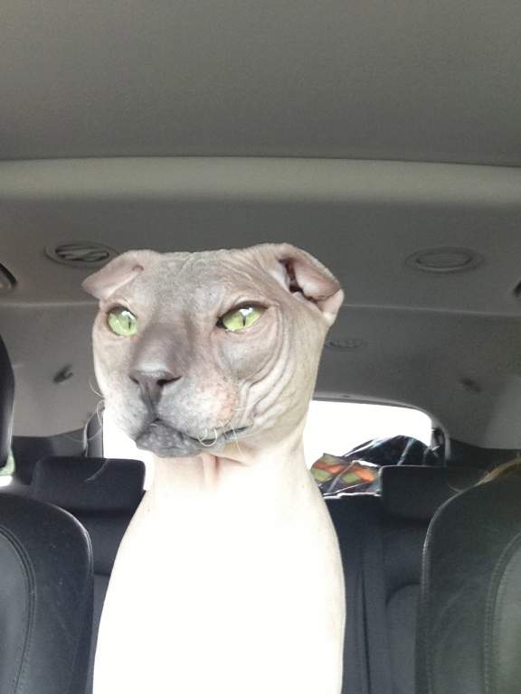 ��� ����� �������� �������?