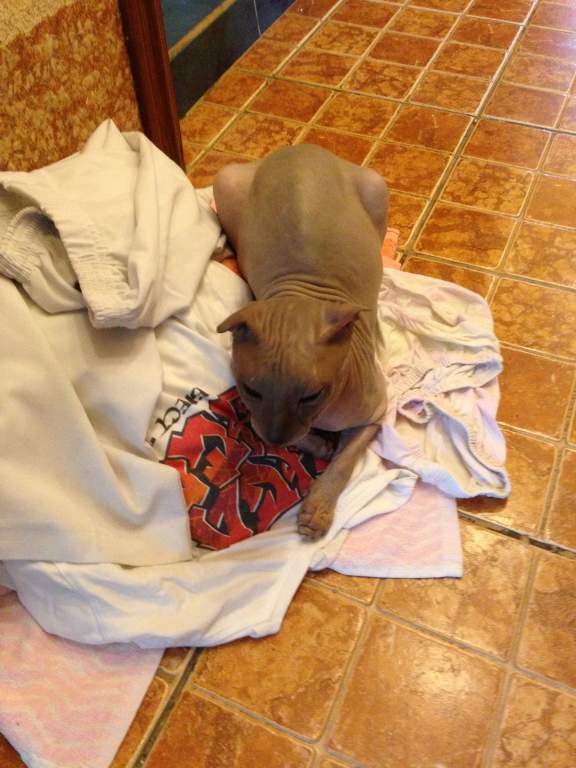 ��� ����� �������� �������?