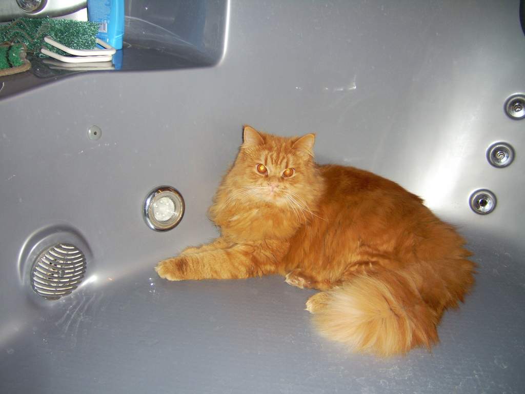 ��� ����� �������� �������?