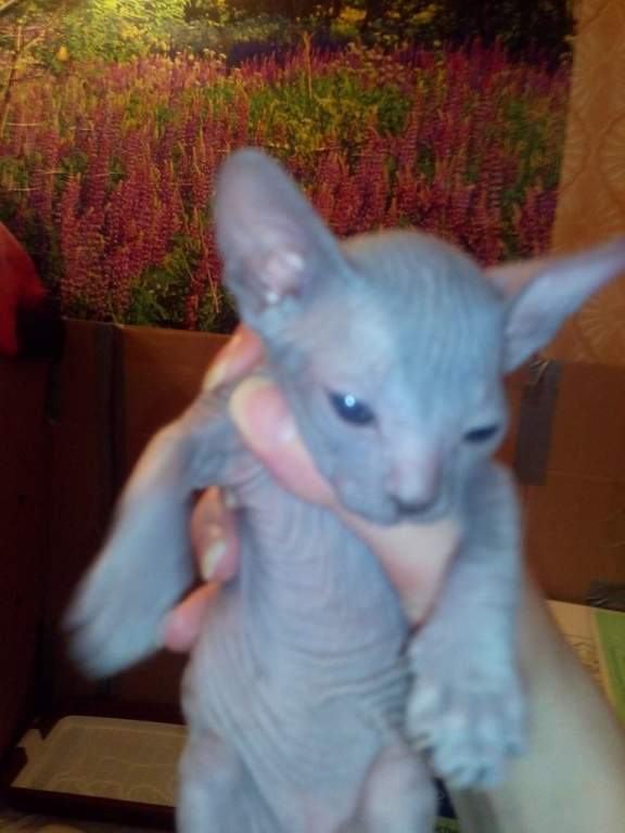 ��� ����� �������� �������?