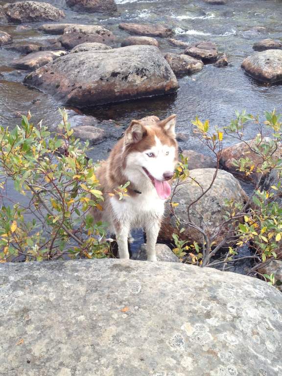 ��� ����� �������� �������?