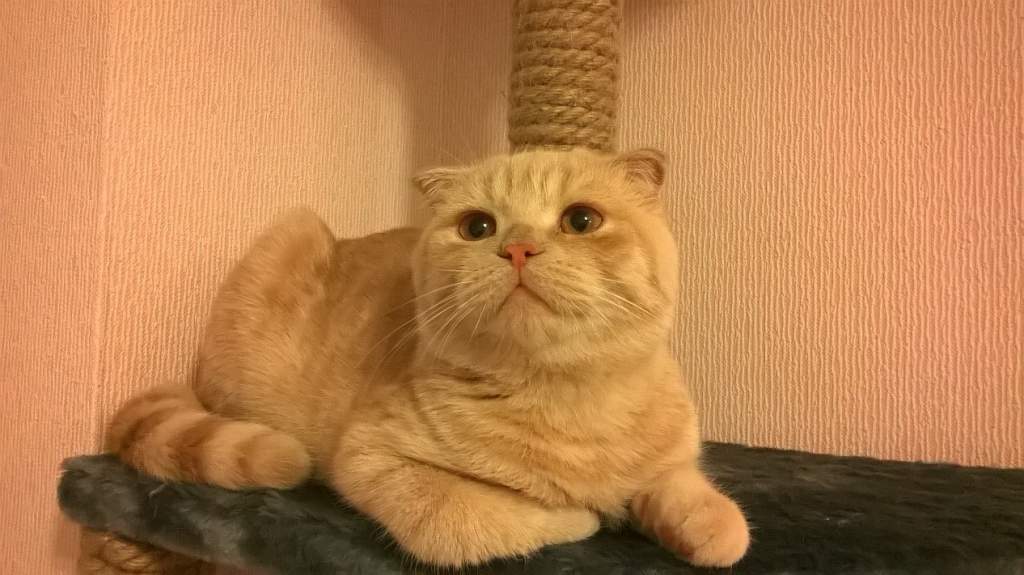 ��� ����� �������� �������?