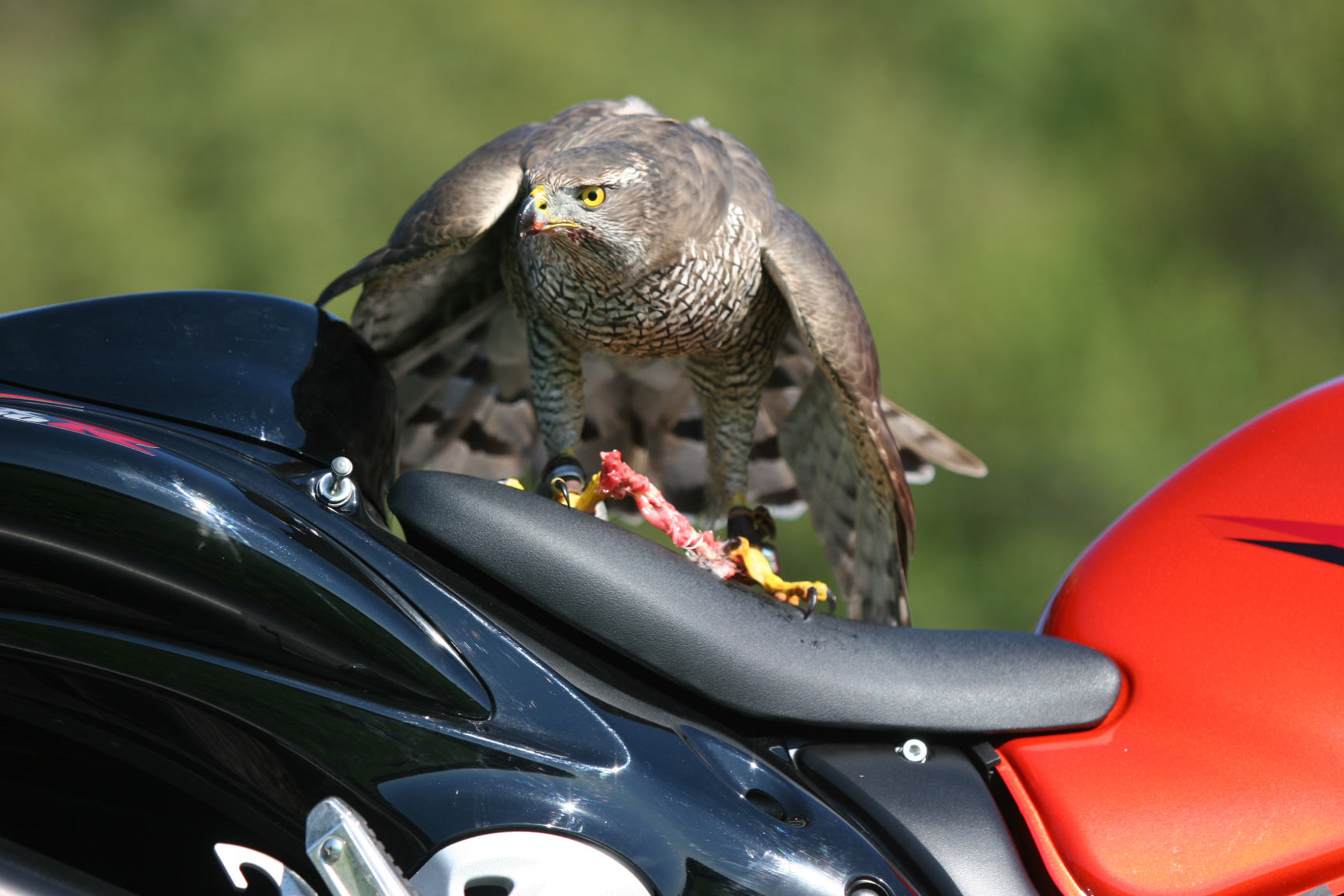 ���������� ���� ��������