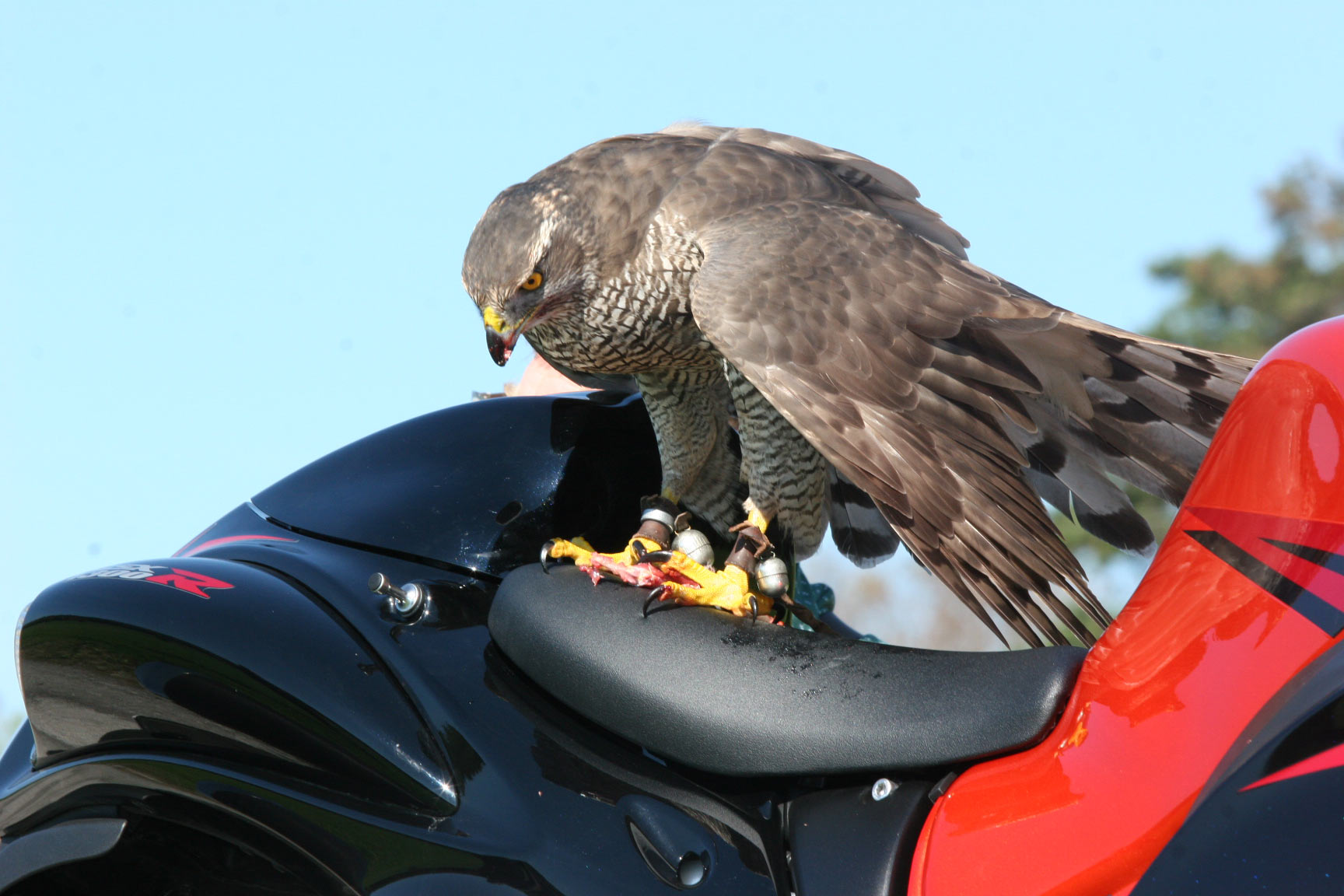 ���������� ���� ��������