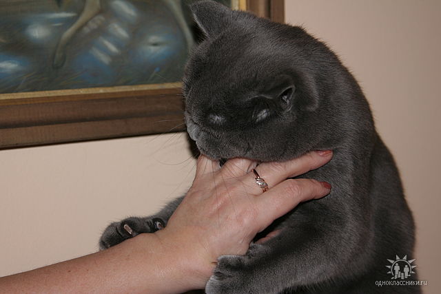 ��� ����� �������� �������?