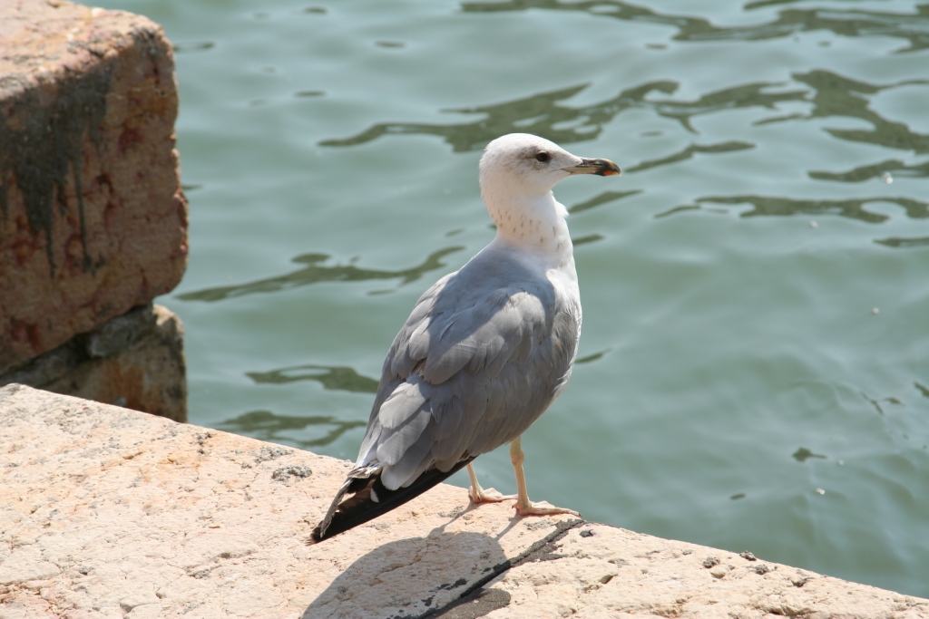 ������-������-������.