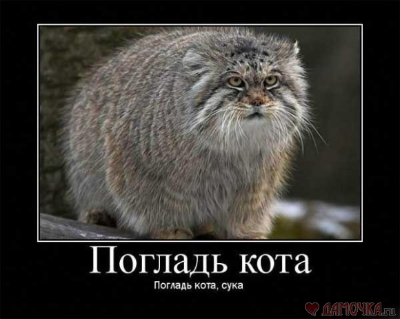 ��� ����� �������� �������?