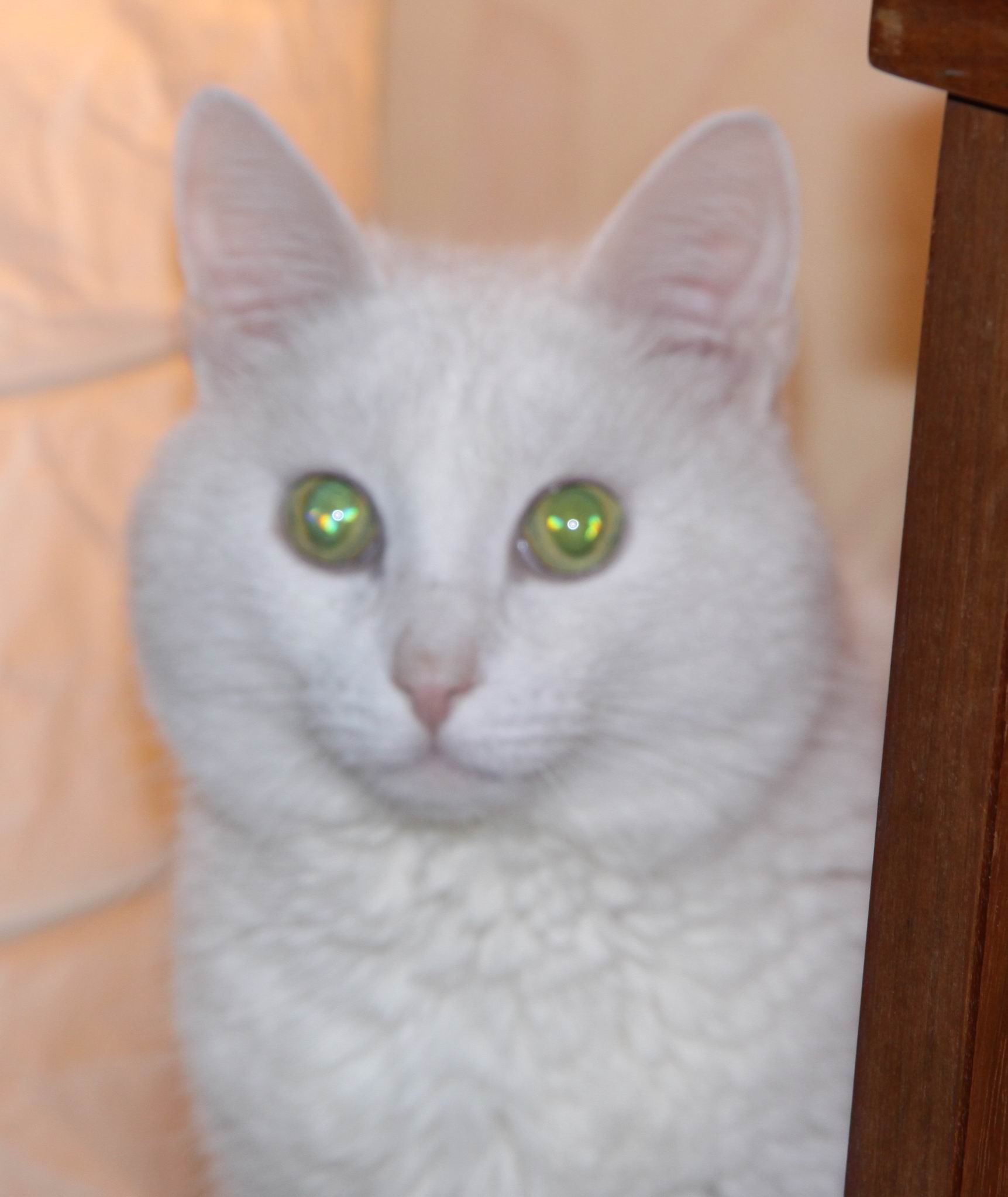 ��� ����� �������� �������?