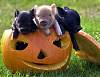     
: ht_pumpkin_pigs_071015_ssh.jpg
: 59
:	54.0 
ID:	5025