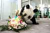     
: panda-35-age.jpg
: 122
:	60.4 
ID:	5658