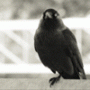   Raven63